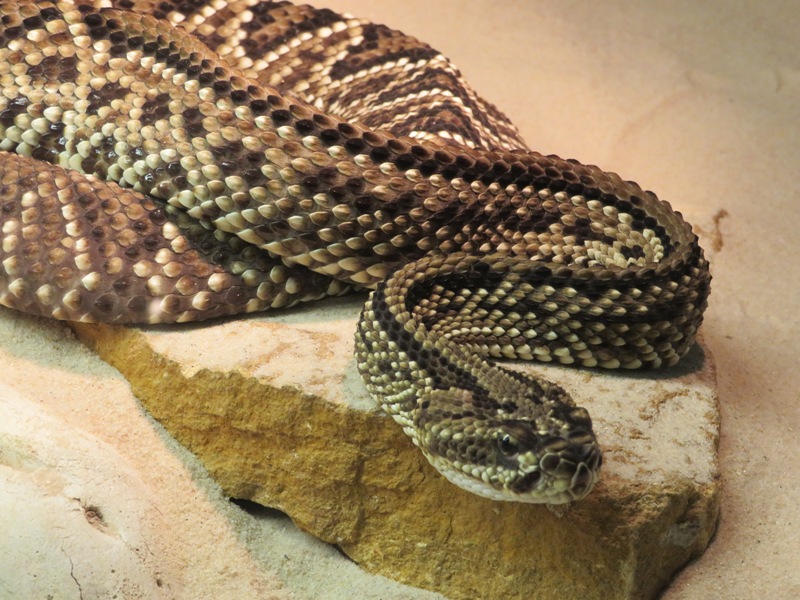 Kieler StarpalastBand 